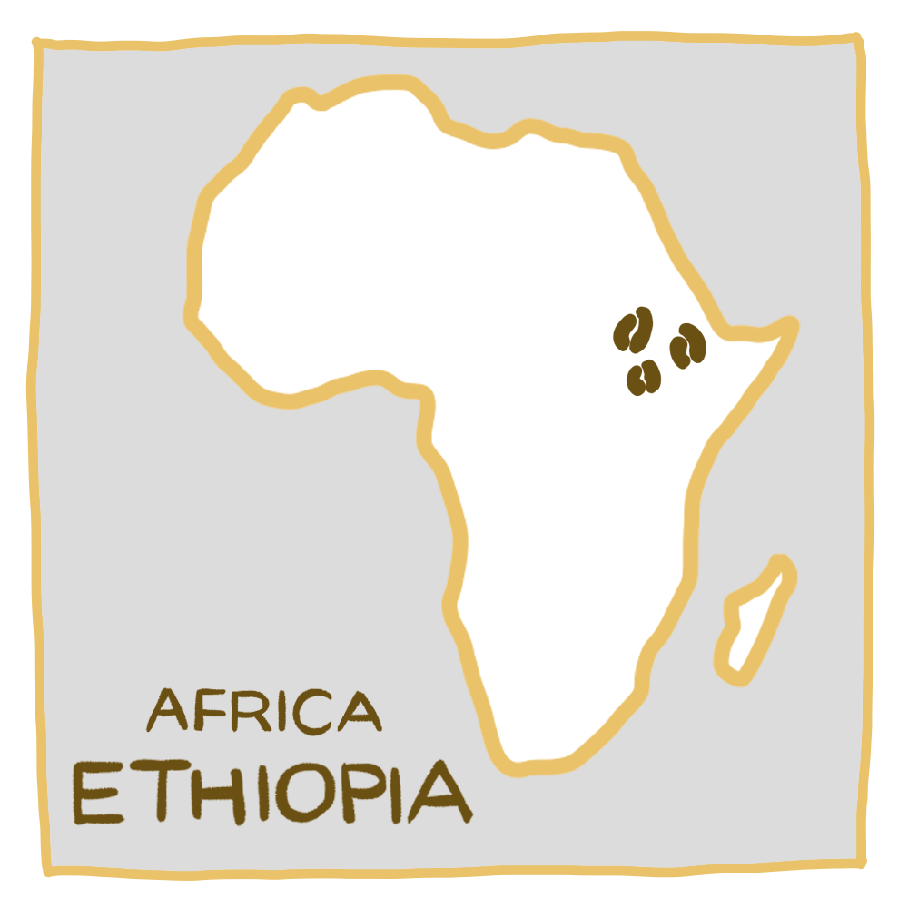 衣索比亞 古吉 紫風鈴 G1 | 日曬