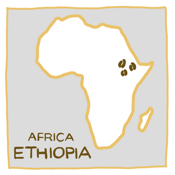衣索比亞 古吉 紫風鈴 G1 | 日曬