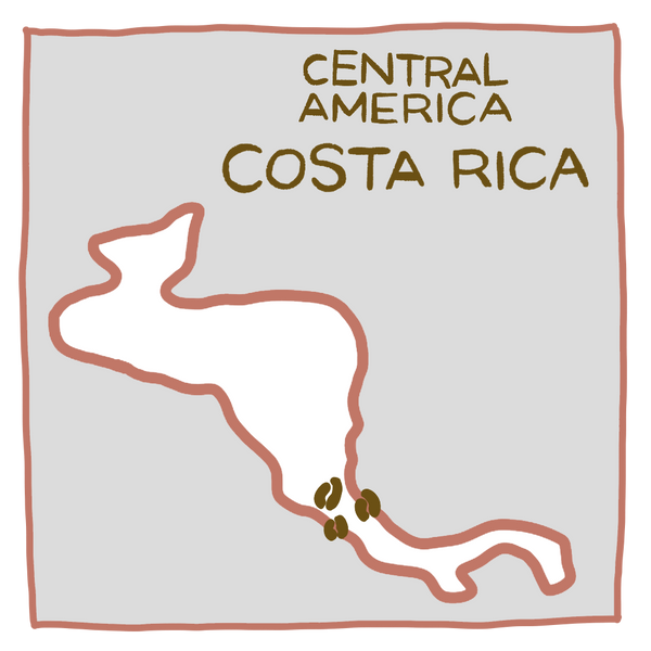 哥斯大黎加 塔拉珠 唐梅奧處理廠 | 紅蜜處理
