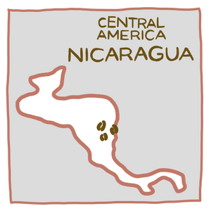尼加拉瓜 蠻牛莊園 紅蠻牛 |  黃蜜處理