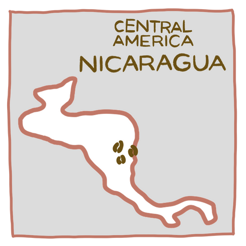 尼加拉瓜 蠻牛莊園 紅蠻牛 |  黃蜜處理